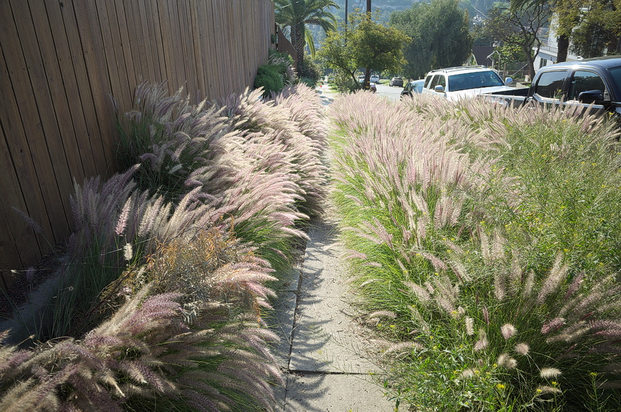 Plants growing onto the sidewalk