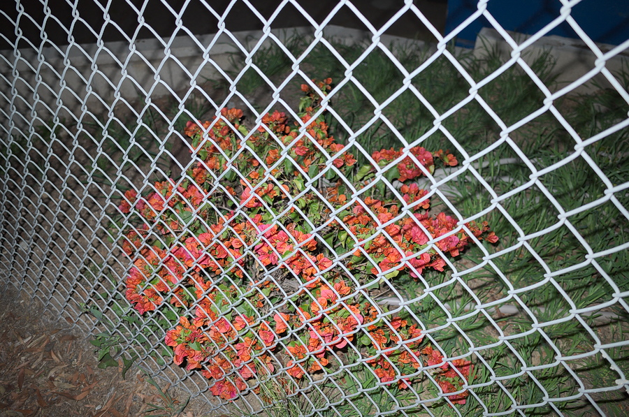 Flowers behind chain link fence at night