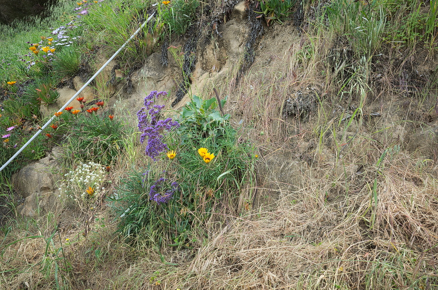 Hill side with flowers and grass
