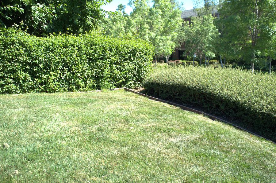 Grass and two hedges creating a green corner