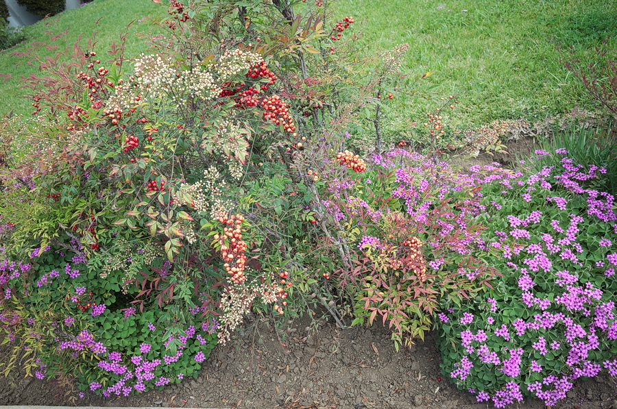 Landscaping with berries and flowers